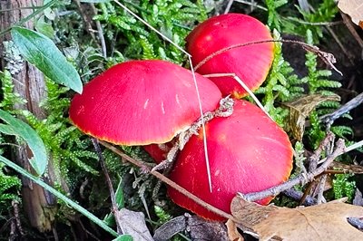 hygrocybe-coccinea