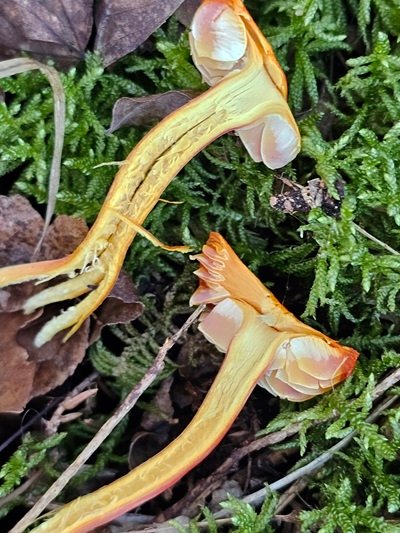 hygrocybe-coccinea