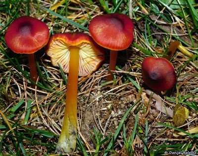 Hygrocybe conica