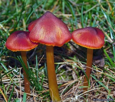 hygrocybe-conica