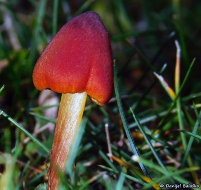 hygrocybe-conica