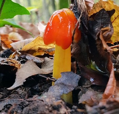 hygrocybe-conica