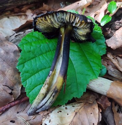 hygrocybe-conica