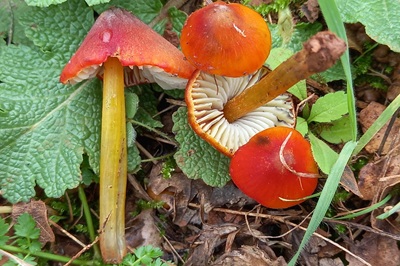 hygrocybe-conica5