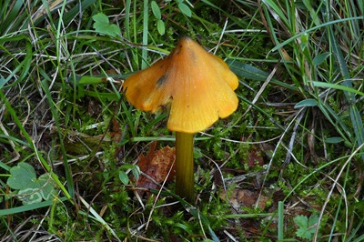 hygrocybe-conica6