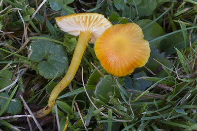 Hygrocybe constrictospora