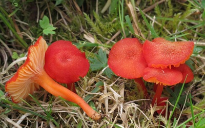 Hygrocybe helobia