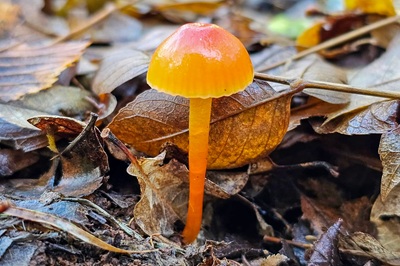 hygrocybe-mucronella4