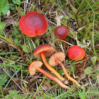 Hygrocybe phaeococcinea