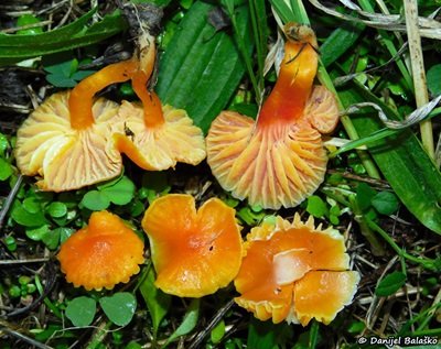 Hygrocybe reidii