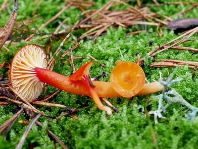 Hygrocybe subminutula