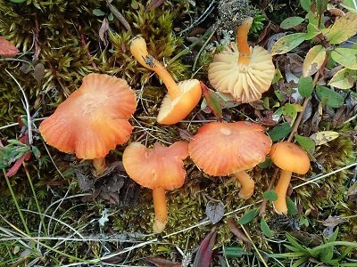 Hygrocybe substrangulata