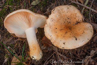 Hygrophorus abieticola