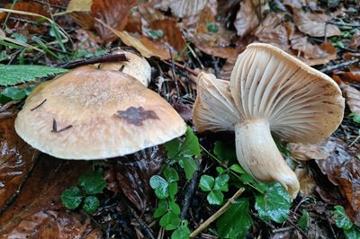 hygrophorus-abieticola