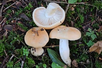 hygrophorus-abieticola