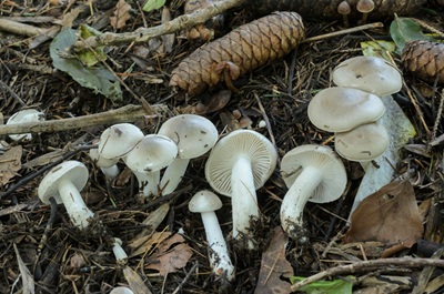 Hygrophorus agathosmoides
