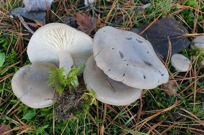 Hygrophorus agathosmus