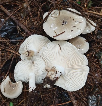 hygrophorus-agathosmus