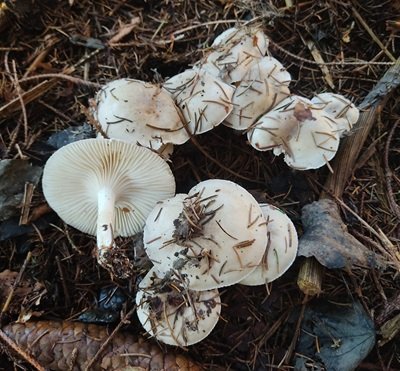 hygrophorus-agathosmus