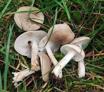 hygrophorus-agathosmus