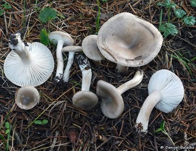 hygrophorus-agathosmus