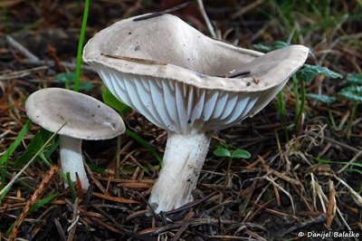 hygrophorus-agathosmus