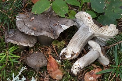 Hygrophorus atramentosus