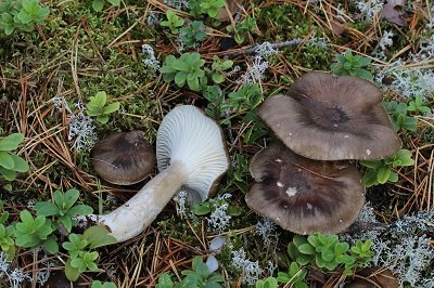 Hygrophorus camarophyllus