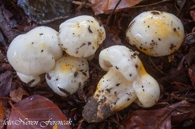 Hygrophorus chrysodon