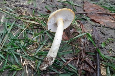 hygrophorus-chrysodon