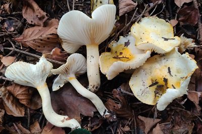 hygrophorus-chrysodon