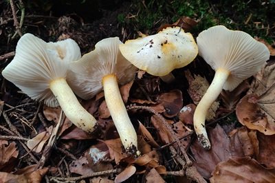 hygrophorus-chrysodon