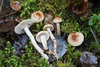 Hygrophorus discoideus