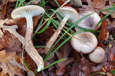 hygrophorus-glutinifer2