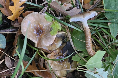 hygrophorus-glutinifer3