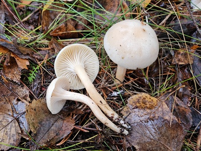 Hygrophorus hedrychii
