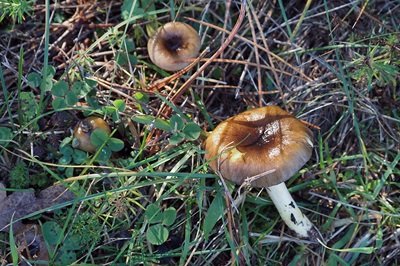 Hygrophorus hypothejus