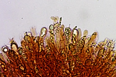 hygrophorus-hypothejus10