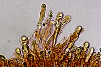 hygrophorus-hypothejus11