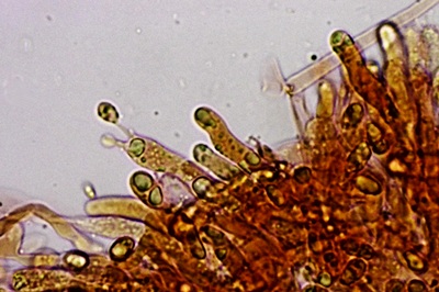 hygrophorus-hypothejus9