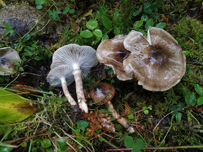 Hygrophorus korhonenii