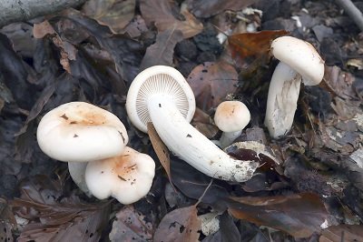 Hygrophorus leucophaeus