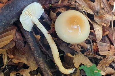 hygrophorus-lindtneri3