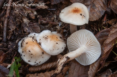 hygrophorus-lindtneri4