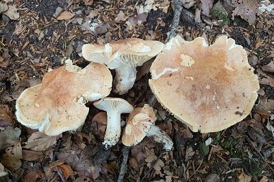 Hygrophorus nemoreus