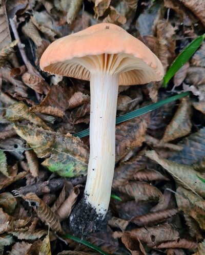 hygrophorus-nemoreus