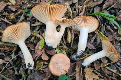 hygrophorus-nemoreus