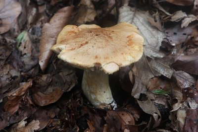 hygrophorus-nemoreus