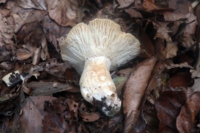 hygrophorus-nemoreus