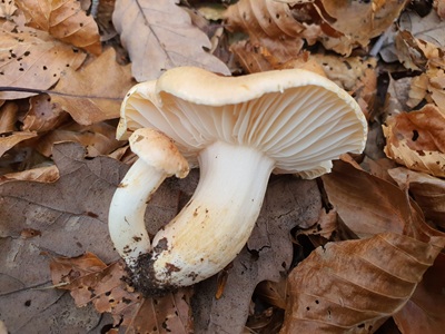 hygrophorus-nemoreus7